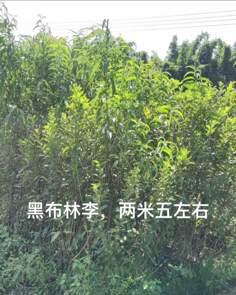 嫁接黑布林李子苗，三年苗