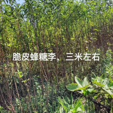 三年嫁接各种李子，桃子苗，量大价优！