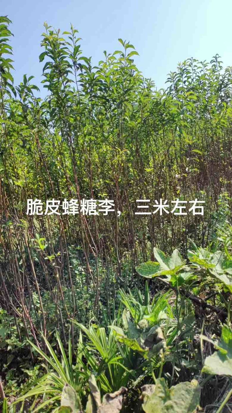 三年嫁接各种李子，桃子苗，量大价优！