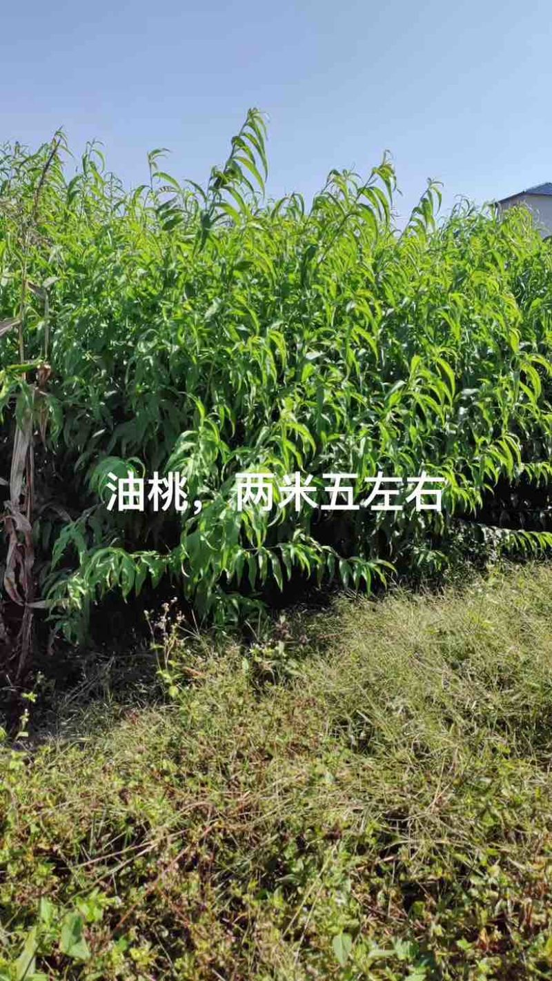 三年嫁接各种李子，桃子苗，量大价优！