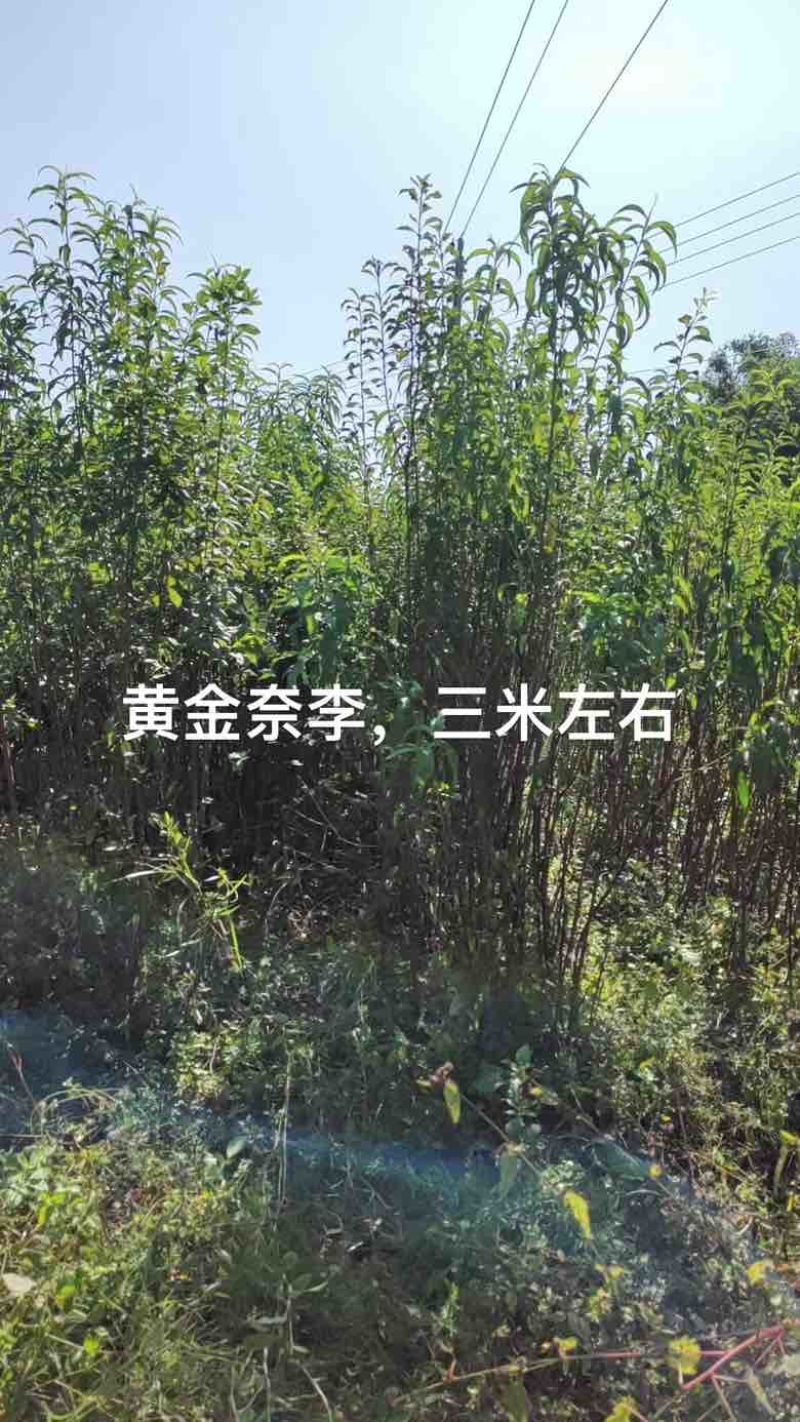 三年嫁接各种李子，桃子苗，量大价优！
