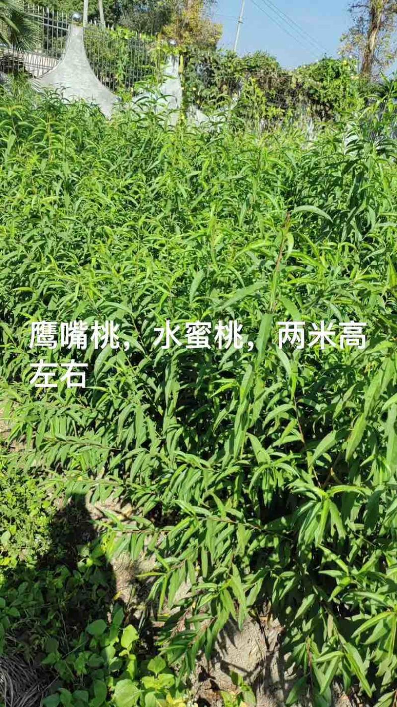 三年嫁接各种李子，桃子苗，量大价优！
