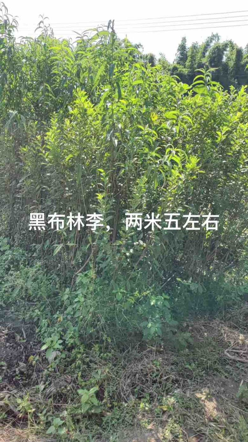 三年嫁接各种李子，桃子苗，量大价优！