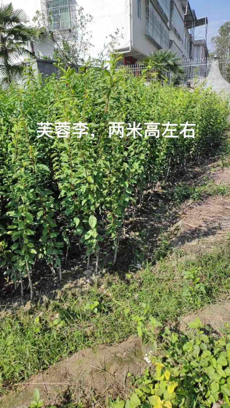 三年嫁接各种李子，桃子苗，量大价优！