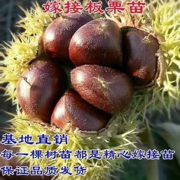 正宗农大一号板栗树苗特大果早熟高产板栗苗南方北方种植当年结果