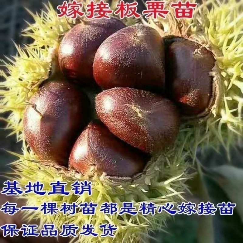 正宗农大一号板栗树苗特大果早熟高产板栗苗南方北方种植当年结果