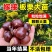 新品种迁西板栗树苗嫁接板栗树苗当年结果早熟晚熟特大南北方种植