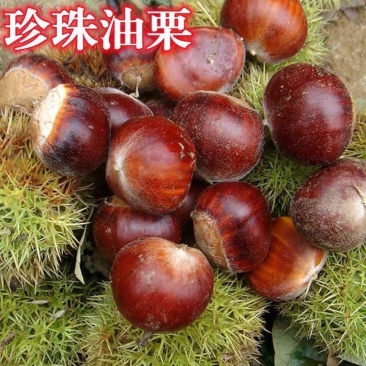 珍珠油板栗树苗小油栗子树苗嫁接板栗树果苗南方北方种植当年结果