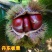 丹东板栗树苗特大耐寒新品种南北方种植当年结果盆栽地栽庭院阳台