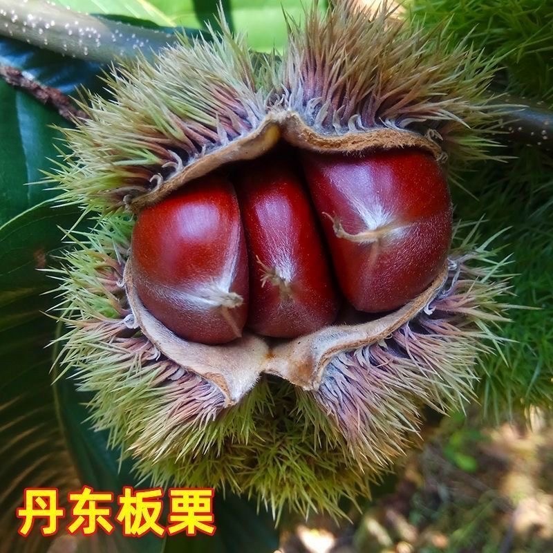 丹东板栗树苗特大耐寒新品种南北方种植当年结果盆栽地栽庭院阳台