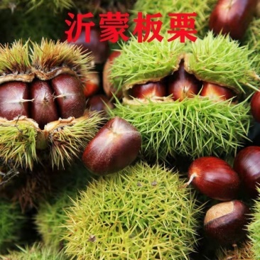 正宗嫁接沂蒙板栗树苗大果板栗苗南北方种植栗子树苗盆栽地栽果苗