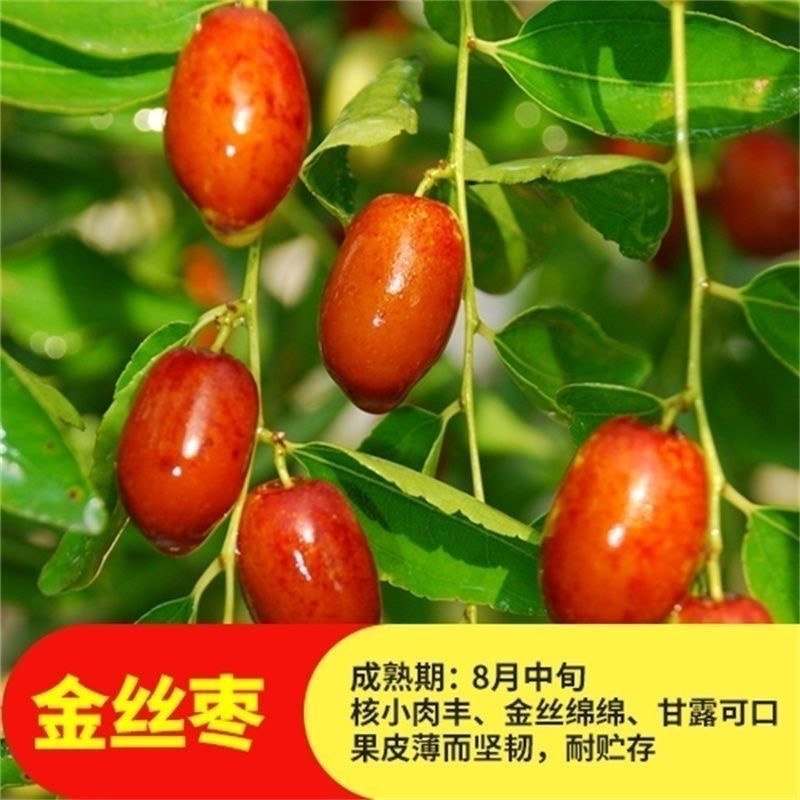 金丝小枣树苗嫁接枣树苗果树苗南方北方果树苗地栽当年结果包成活