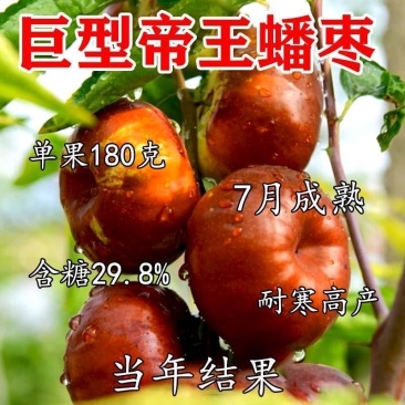 正宗蟠枣树苗大果蟠枣苗抗寒脆甜大果盆栽地栽南北方种植当年结果