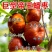 正宗蟠枣树苗大果蟠枣苗抗寒脆甜大果盆栽地栽南北方种植当年结果