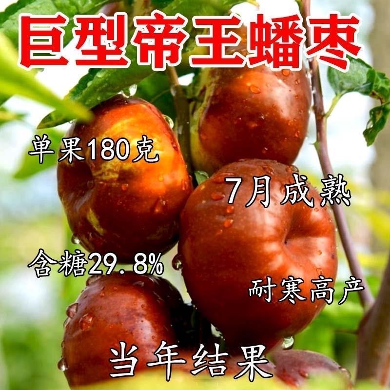 正宗蟠枣树苗大果蟠枣苗抗寒脆甜大果盆栽地栽南北方种植当年结果