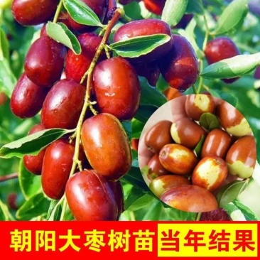 枣树苗活苗红枣嫁接朝阳大枣苗南北方种植甜枣苗盆栽地栽当年结果