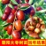 枣树苗活苗红枣嫁接朝阳大枣苗南北方种植甜枣苗盆栽地栽当年结果