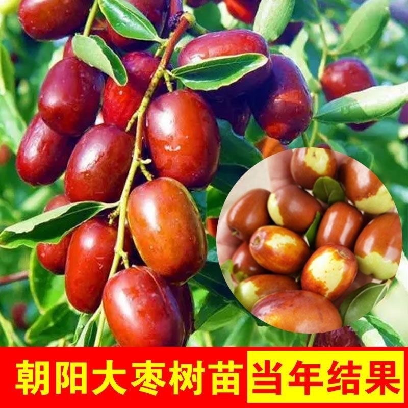 枣树苗活苗红枣嫁接朝阳大枣苗南北方种植甜枣苗盆栽地栽当年结果