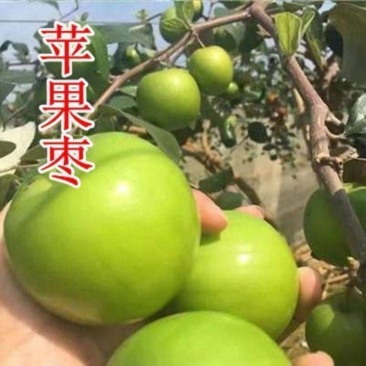 苹果枣树苗嫁接特大青枣脆枣树苗南北方盆栽地栽种植大苗当年结果