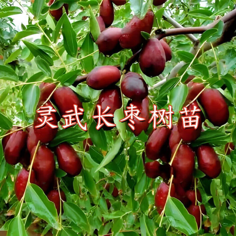新款灵武长枣树苗正宗嫁接枣树苗成熟薄皮大果苗庭院盆栽室外地栽