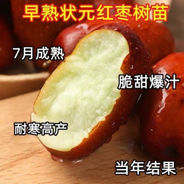 早熟特大状元红枣树苗新品种盆栽地栽南北种植当年结果耐寒枣树苗