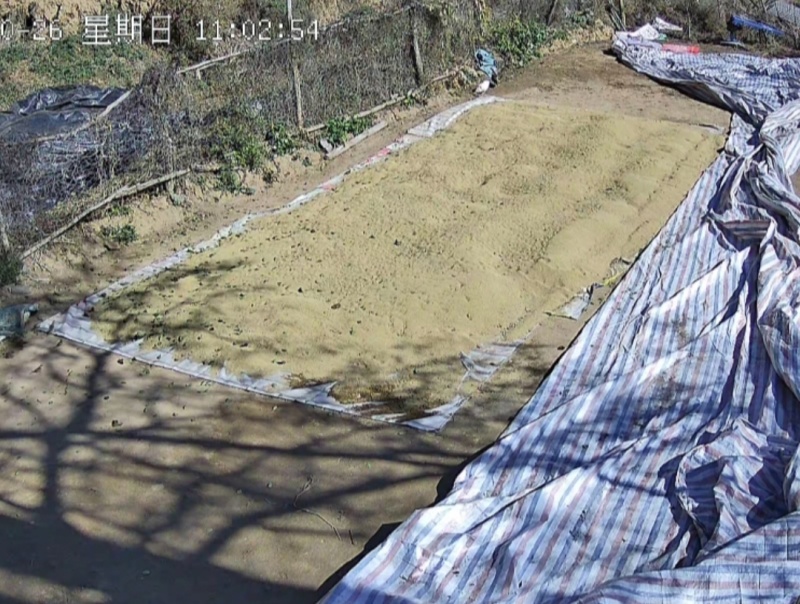 山西灵丘谷子