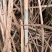 粤糖00236甘蔗种