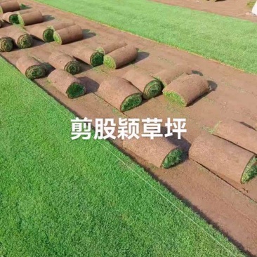 剪股颖