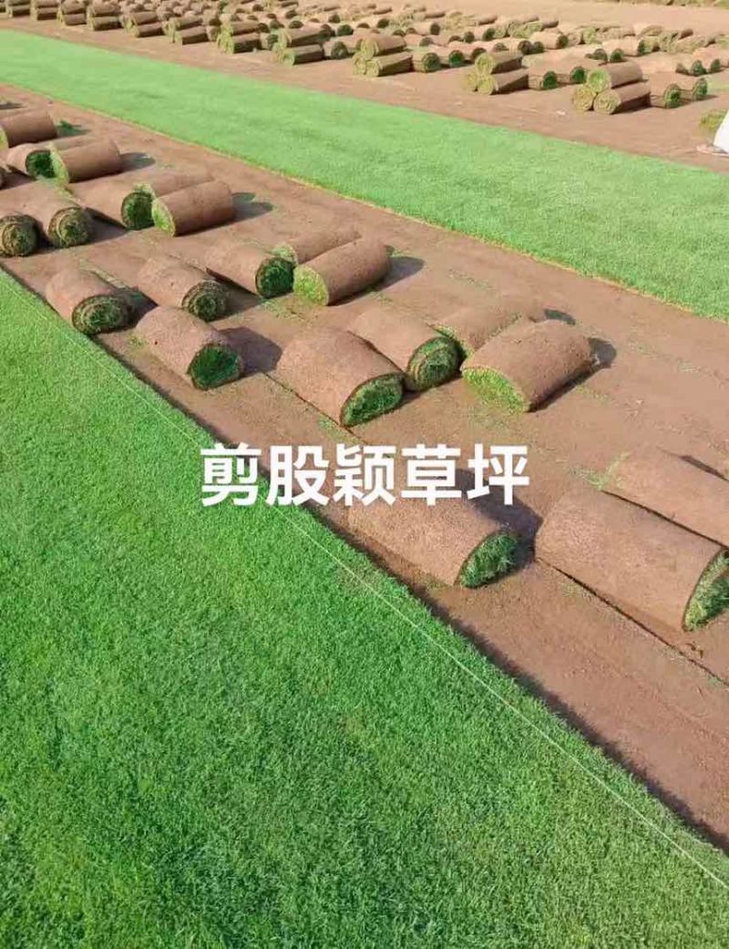 剪股颖