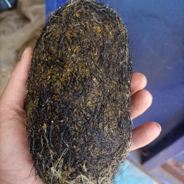 养了七年的猪肚里取出来的，有500多克黑色