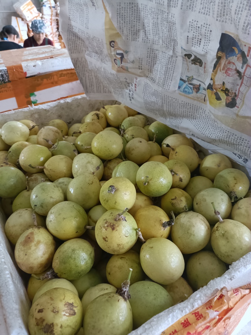 广西钦蜜9号百香果高次果