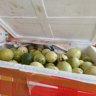广西钦蜜9号百香果高次果