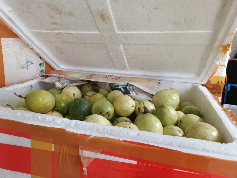 广西钦蜜9号百香果高次果