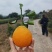 爱媛果冻橙，可以吸的橙子🍊，65往上采摘