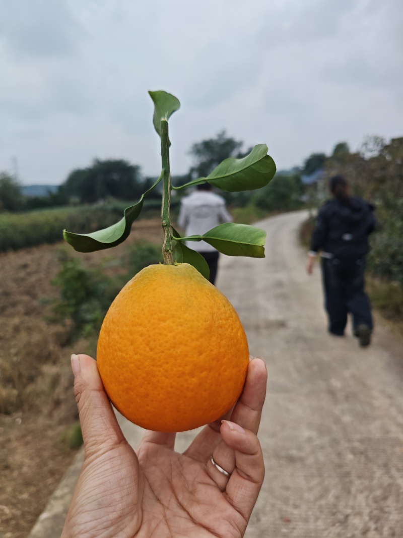 爱媛果冻橙，可以吸的橙子🍊，65往上采摘
