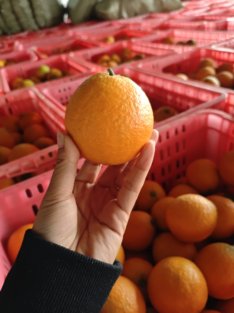 爱媛果冻橙，可以吸的橙子🍊，65往上采摘