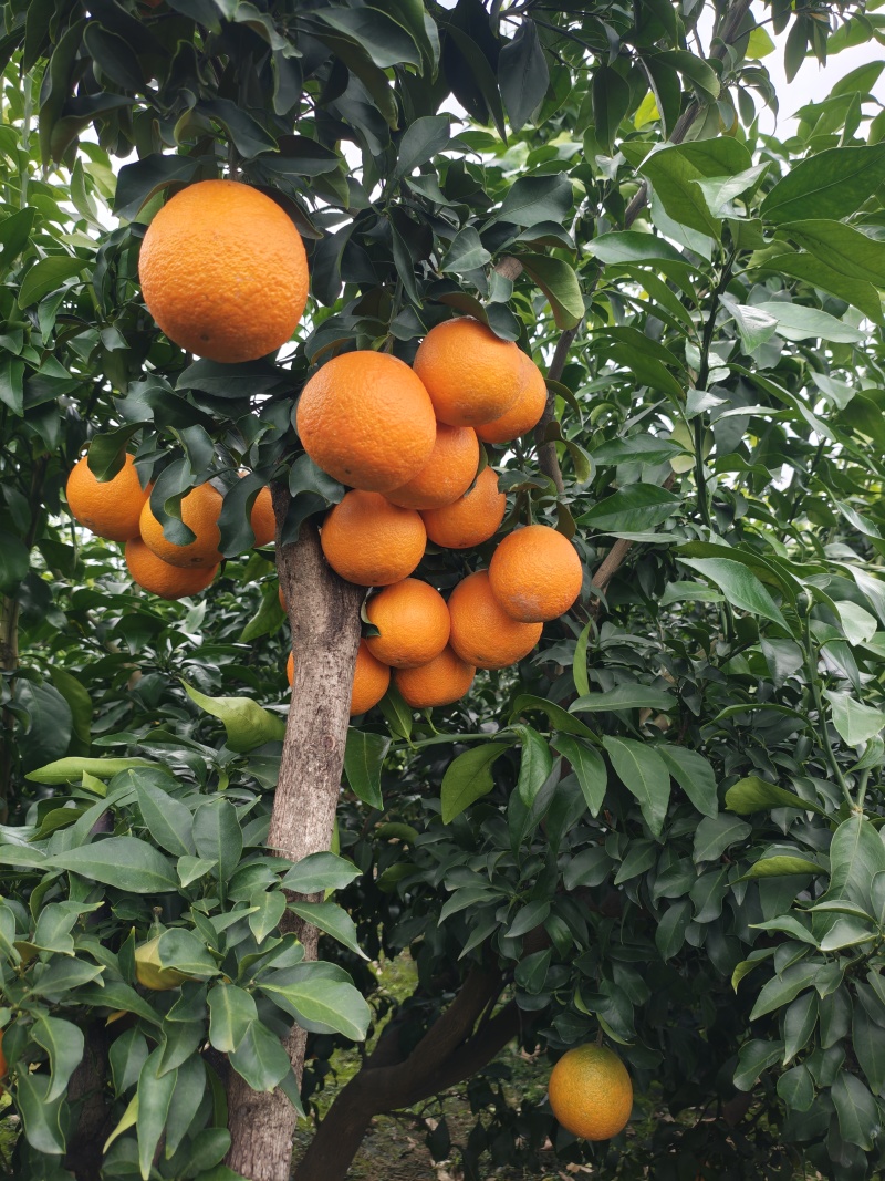 爱媛果冻橙，可以吸的橙子🍊，65往上采摘