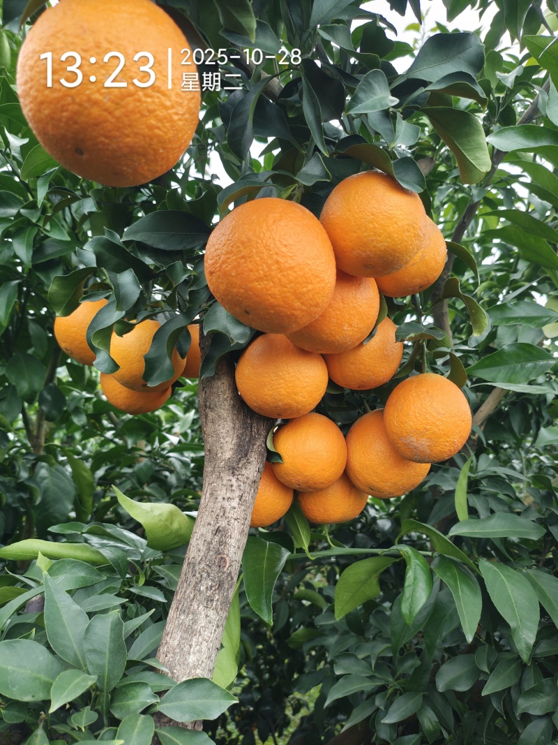爱媛果冻橙，可以吸的橙子🍊，65往上采摘