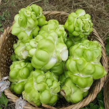 预售青菜头（榨菜）