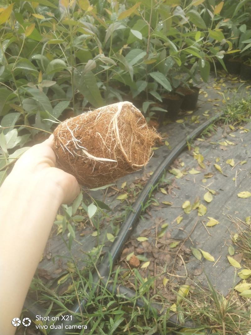 优质大杯桉树，50~70公分高
