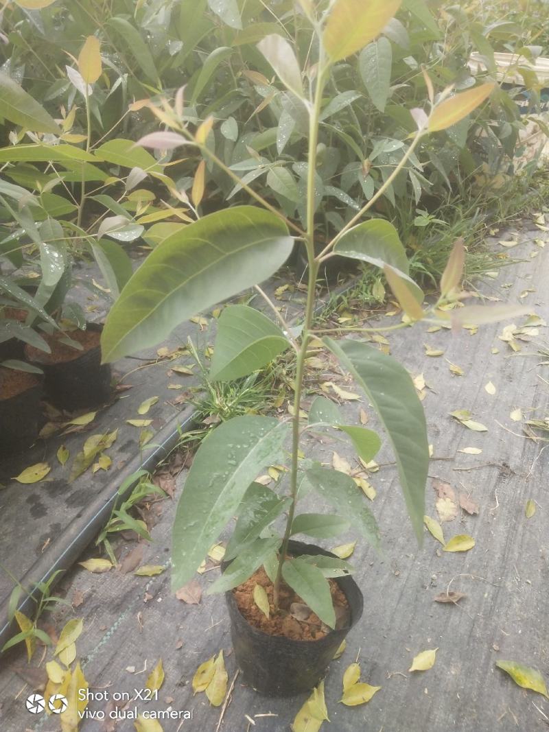 优质大杯桉树，50~70公分高