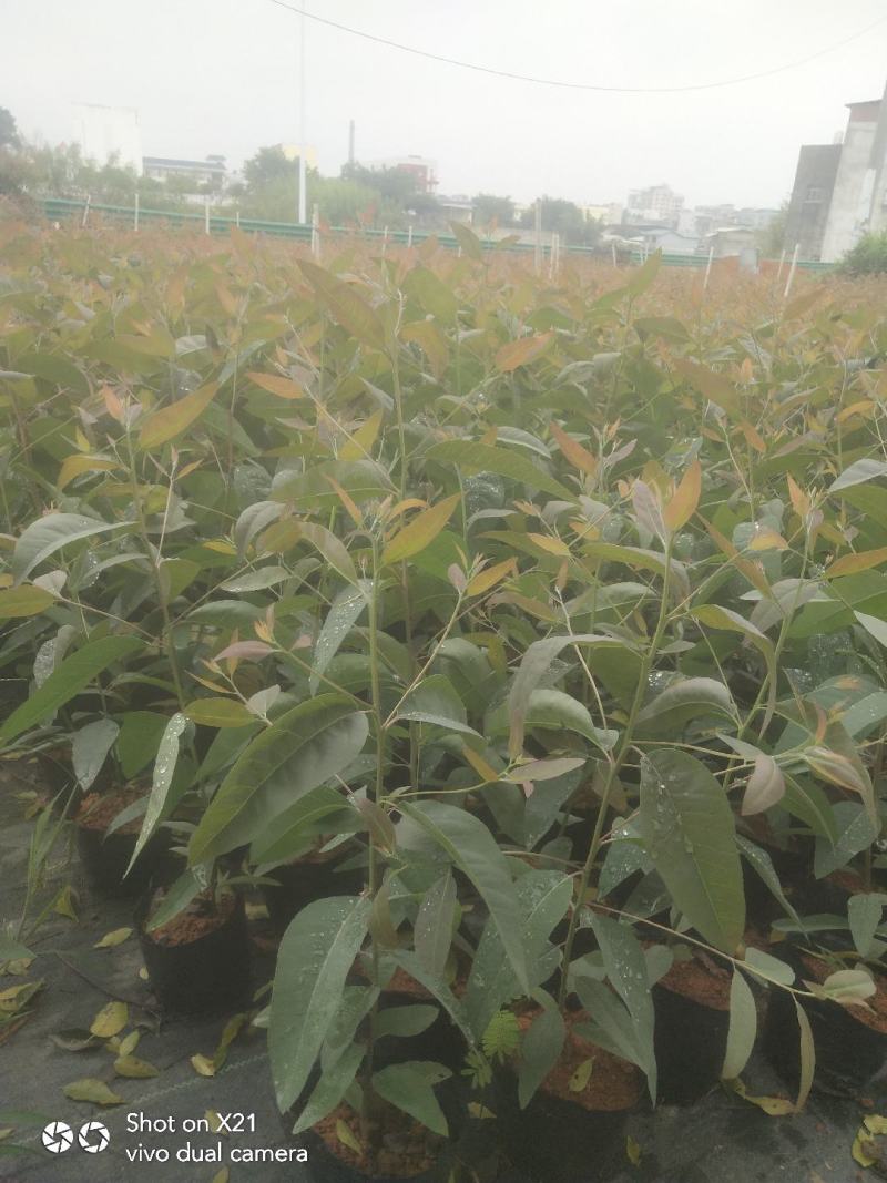 优质大杯桉树，50~70公分高