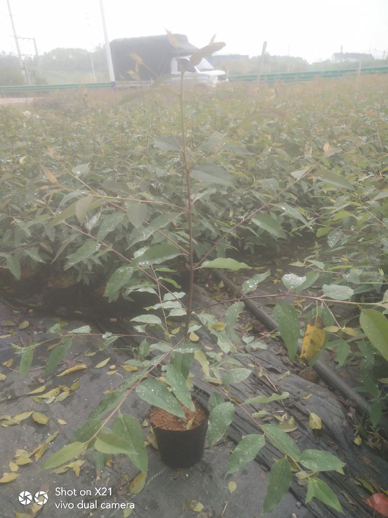 优质大杯桉树，50~70公分高