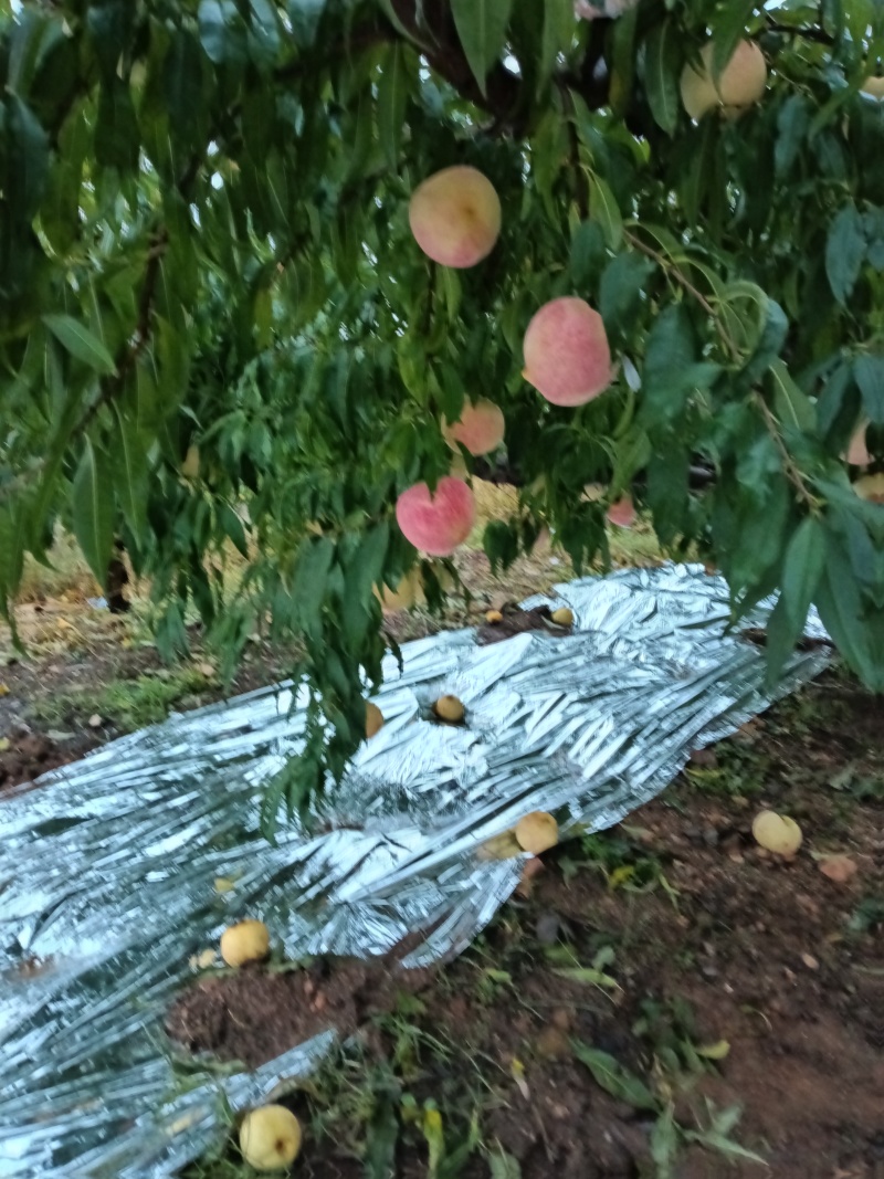 山东烟台金秋红蜜