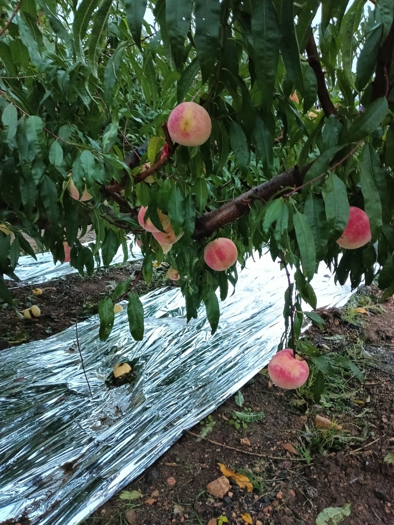 山东烟台金秋红蜜