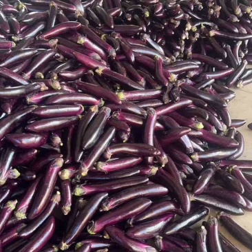 茄子🍆