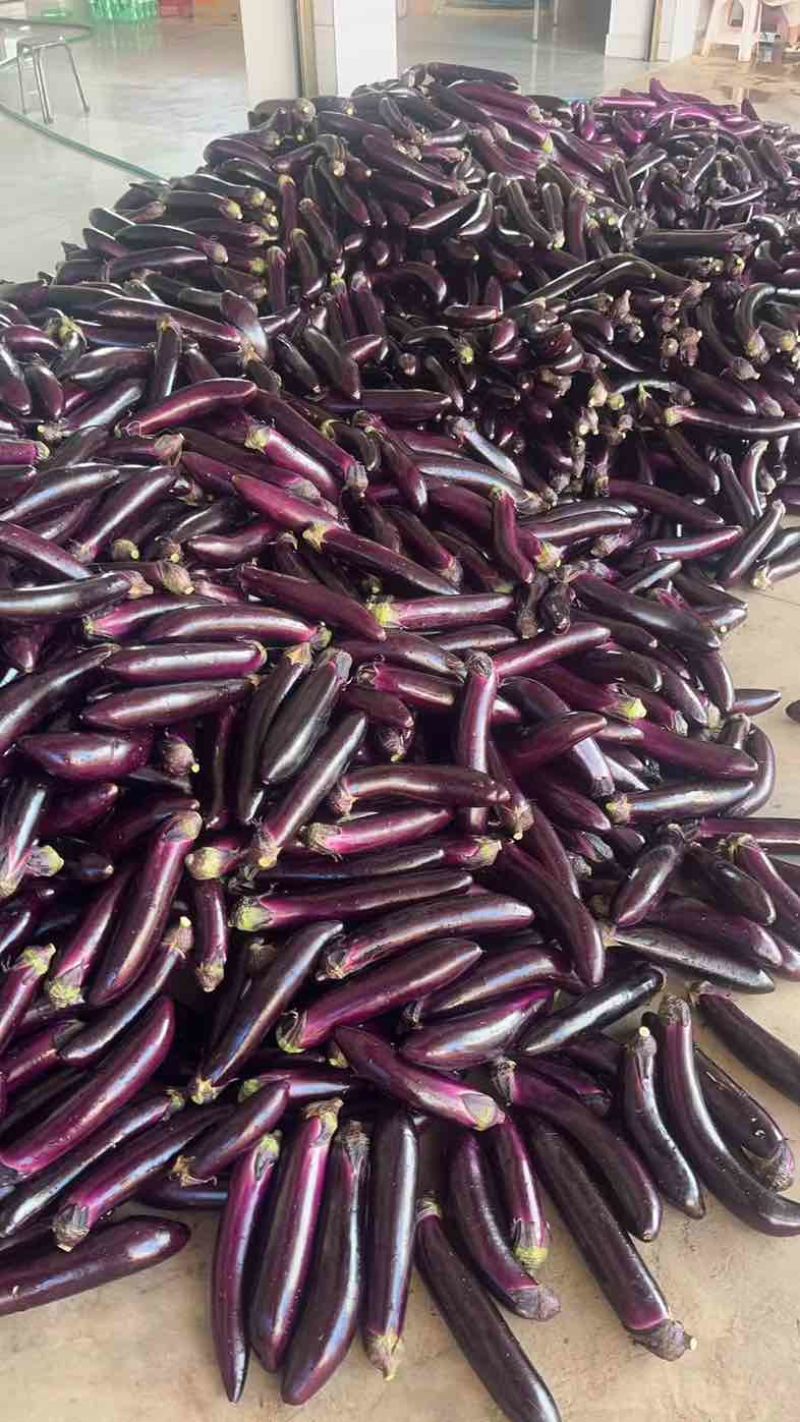 茄子🍆