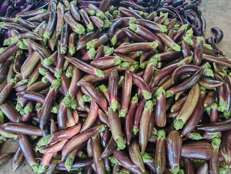 茄子🍆