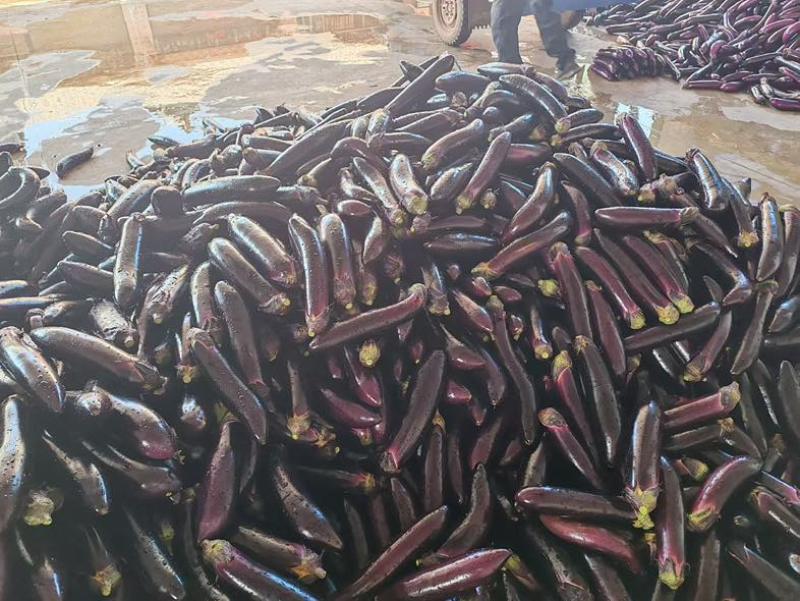 茄子🍆