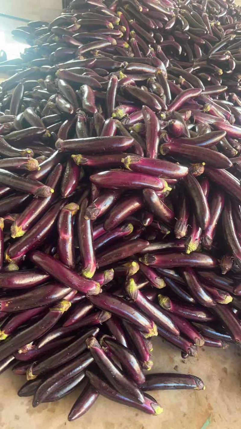 茄子🍆